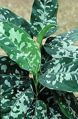 آگلونما پیکتوم